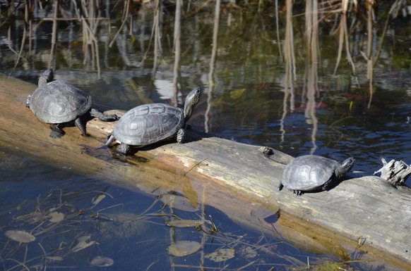 Schildkröten aus dem Winterschlaf erwacht