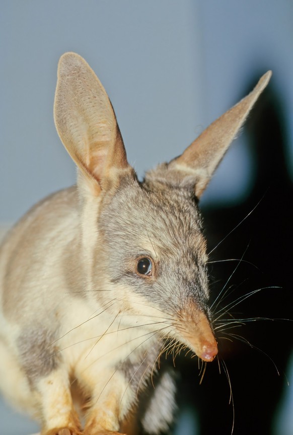 Macrotis is a genus of desert-dwelling marsupial omnivores known as bilbies or rabbit-bandicoots; they are members of the order Peramelemorphia