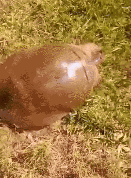 Animiertes GIF