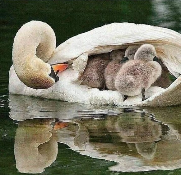 Cute News: Tierische Eltern und ihr Nachwuchs.