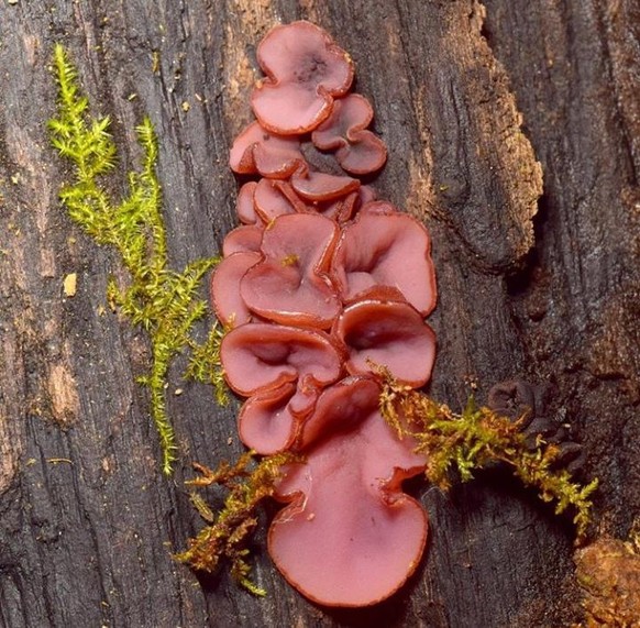 Keine Ahnung, wie dieser Pilz heisst, aber rein optisch wäre er mehr als ein valabler Fleischersatz.