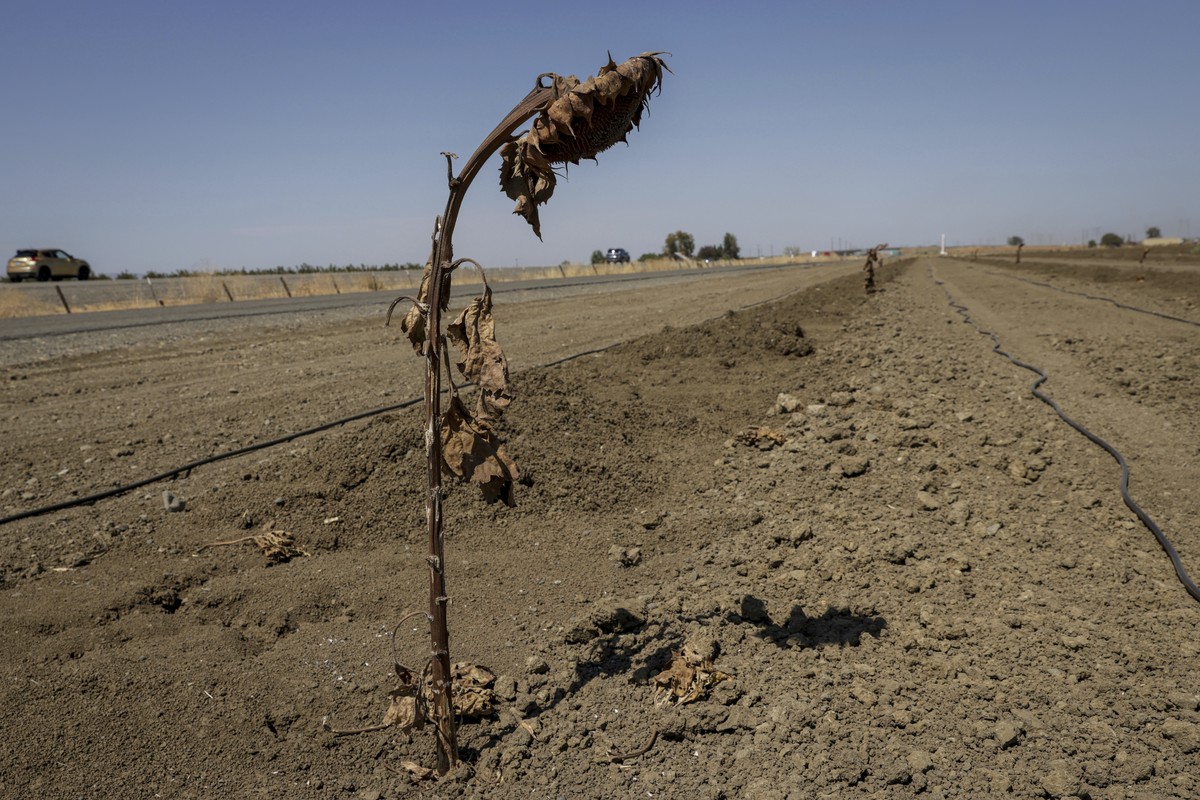 Dried sunflowers can be seen in a field near in Cottonwood Slough, Calif. on Wednesday, Sept. 7, 2022. Western states are struggling through one of the hottest and longest September heat waves on reco ...