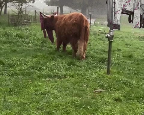 GIF animé