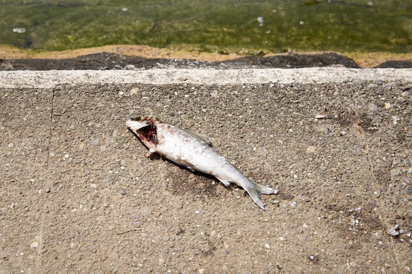 A dead fish lies on the riverside of the Rhine, on Monday, 6 August 2018, in Schaffhausen, Switzerland. A mass death of fish hast started in the Rhine. Especially the cold-loving grayling suffer from  ...