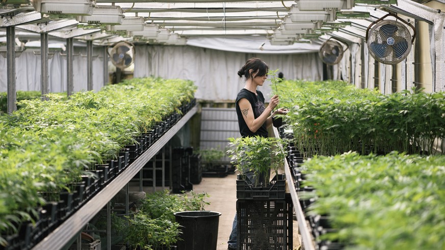 ARCHIVBILD ZUR MK DES BUNDSRATES UEBER MEDIZINALKANNABIS UND STUDIEN ZUM FREIZEITKONSUM VON KANNABIS, AM MITTWOCH, 4. JULI 2018 - A BioCan AG employee works in the greenhouse cultivating THC-poor cann ...