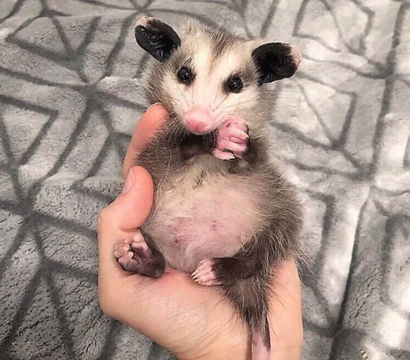 Opossum