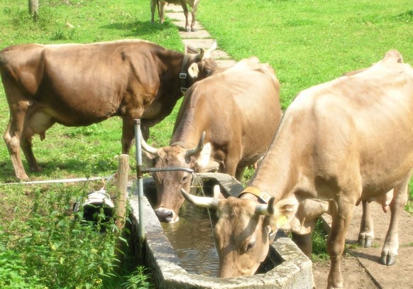 Erlebnis Auen Kühe schlafen im Stroh