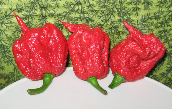 Das ist sie, die schärfste Chili der Welt: die Carolina Reaper Chili.