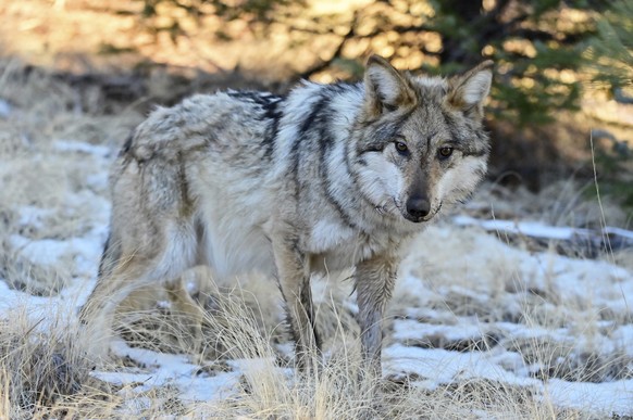 This Jan. 24, 2025, image provided by the Arizona Game and Fish Department shows a Mexican gray wolf in the wild that was monitored as part of a population survey in eastern Arizona. (Arizona Game and ...