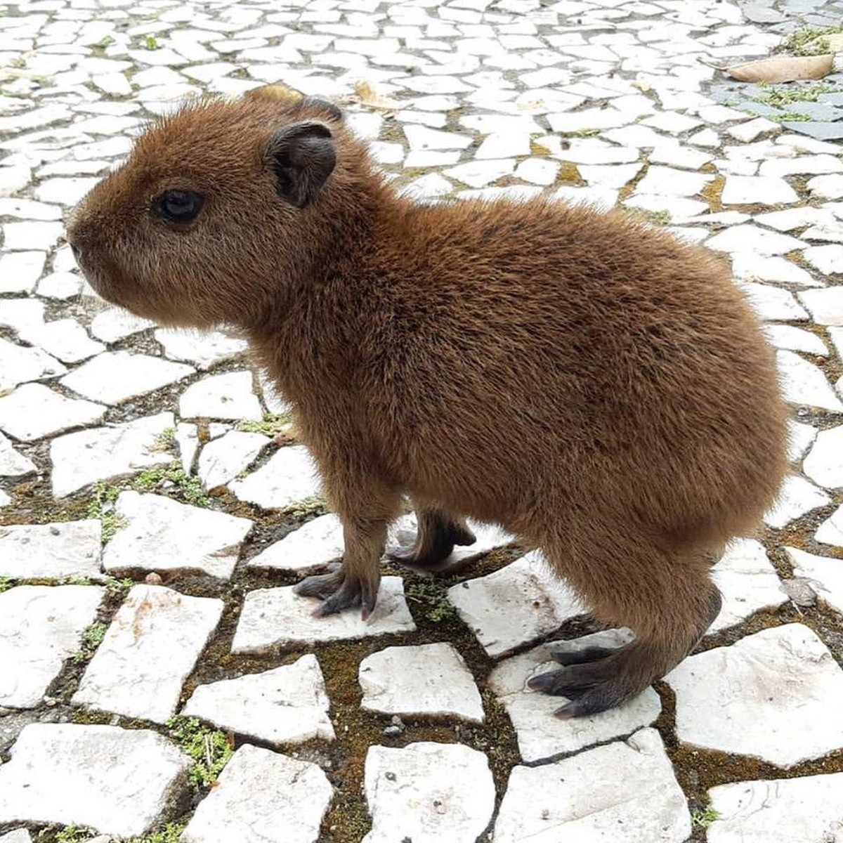 cute news tier capybara

https://www.reddit.com/r/capybara/comments/1hsgr1z/just_in_case_youve_never_seen_a_baby_capybara/