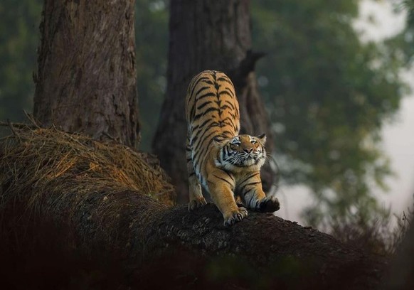cute news tier tiger

https://www.reddit.com/r/Awwducational/comments/1ceua6f/tigers_are_excellent_swimmers_and_water_doesnt/