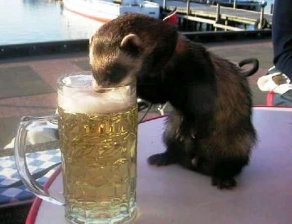 Frettchen trinkt Bier.
Cute News
https://www.pinterest.co.uk/pin/424323596112338848/