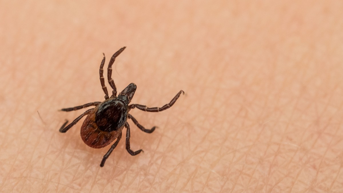 Von Zecken übertragenes Alongshan-Virus nun auch in Österrei
