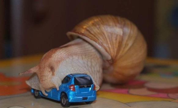PICDUMP 397 – der letzte dieses Jahr! Und besonders lustig! Vielleicht!\nEr wusste! Die Heimfahrt war gefährlich!!!! Die Freunde hatten ihn gewarnt. Doch…. er wollte nach Hause.

Kurz vor dem Ziel kam ...