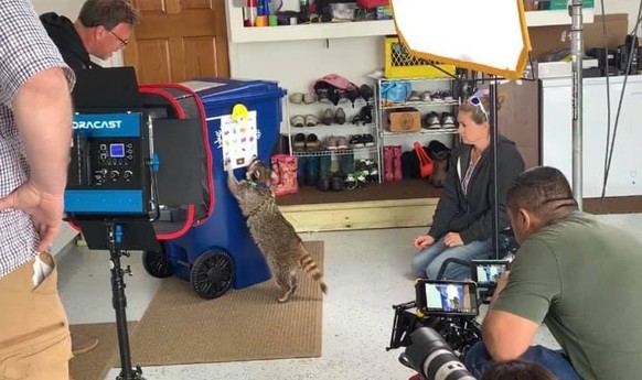 George the Raccoon