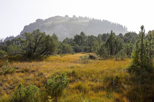 im Hochmoor Hinter Höhi im Herbst mit alten Legföhren Pinus, im Hintergrund eindrucksvolle Berggipfel, Amden, St. Gallen, Schweiz *** in the upland moor Hinter Höhi in fall with old leghorn pines Pinu ...
