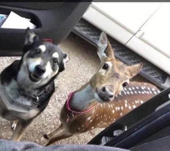 cute news animals tier dog hund reh

https://www.reddit.com/r/aww/comments/py1s2k/he_came_back_with_his_new_friend/