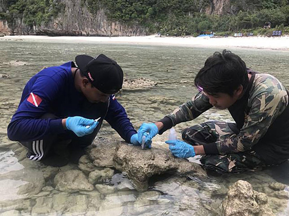 maya bay the beach thailand // Officials of the Marine National Park Centre 3 in Trang help restore damaged reef at Maya Bay in Krabi in July. (Photo from Marine National Park Operation Centre 3)