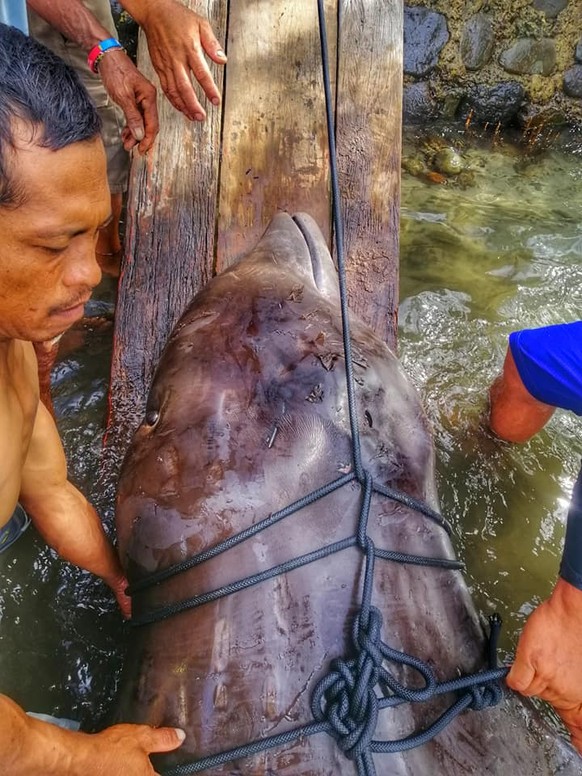An einem philippinischen Strand ist ein Wal mit 40 Kilogramm Plastik im Magen verendet. Das Tier sei regelrecht verhungert, weil der ganze Müll seinen Magen gefüllt habe.