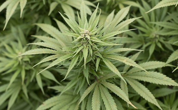 Ein St. Galler ist mit seiner Beschwerde gegen die Messmethode für die Bestimmung des THC-Gehalts in Hanf vor Bundesgericht abgeblitzt. (Archivbild)