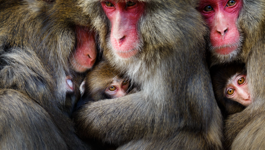 Naturbilder des Jahres, Tierbilder, World Nature Photography Awards