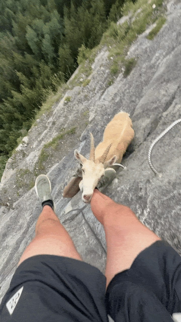GIF animé