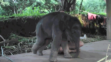 Animiertes GIF