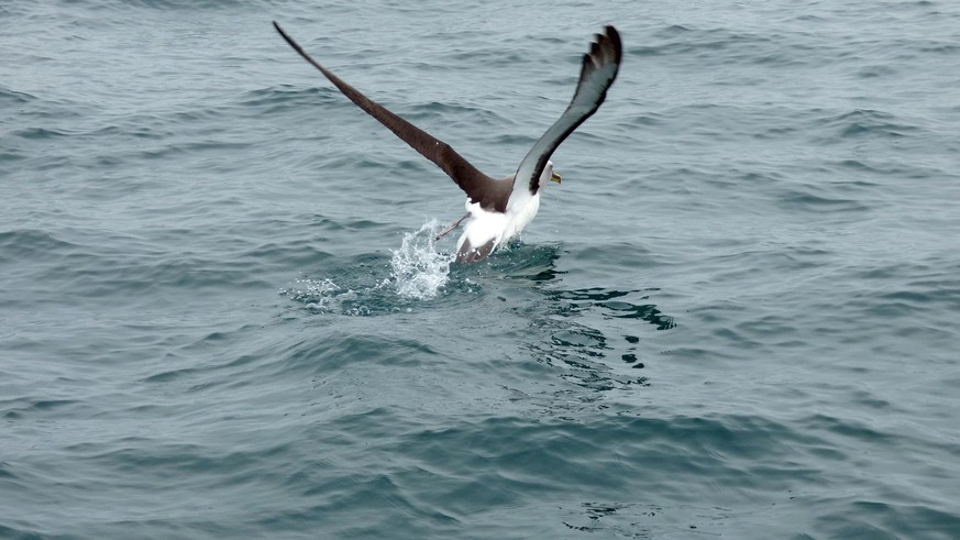 albatros, albatrosse, bird, seevogel