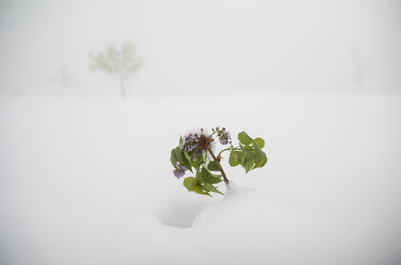 KEYPIX - Ein bluehender Flieder trotzt der dicken Schneedecke im Weiler Valencon, am Donnerstag, 17. April 2025 bei Flanthey, Lens im Mittelwallis. Aufgrund der starken Niederschlaege gilt im Wallis h ...