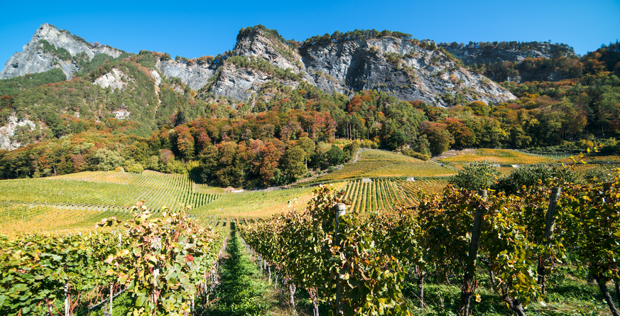 Rebberge (von Maienfeld) – soweit das Auge reicht.