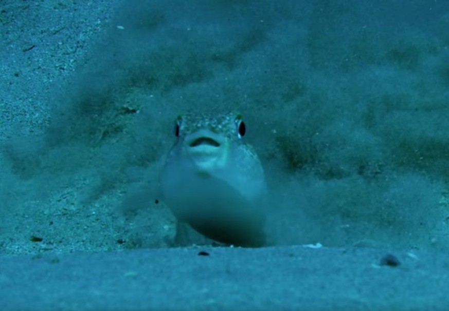 Kugelfisch Sand-Skulptur