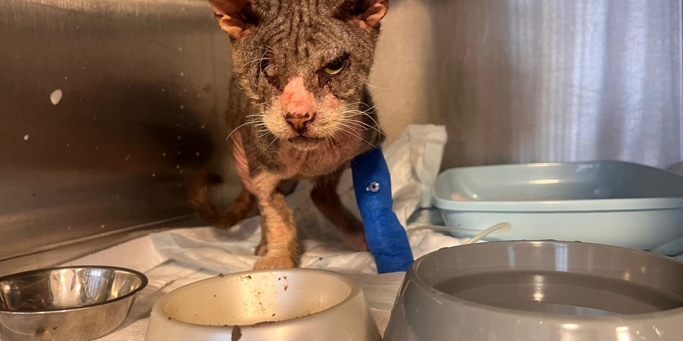Kater Fritz wird in Interlaken aufgepäppelt.