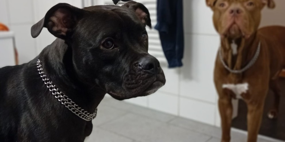 Anihelp sucht immer wieder verzweifelt nach Pflegestellen für Hunde und Katzen.