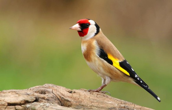 Stieglitz (Carduelis carduelis)