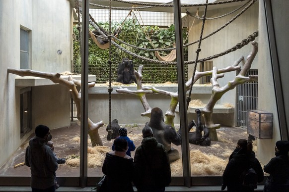 Besucher stehen vor dem Gehege der Gorillas im Zoo in Basel am Mittwoch, 15. Dezember 2021. Am 13. Februar 2022 kommt die kantonale Initiative Grundrechte fuer Primaten in Basel zur Abstimmung. Alle A ...