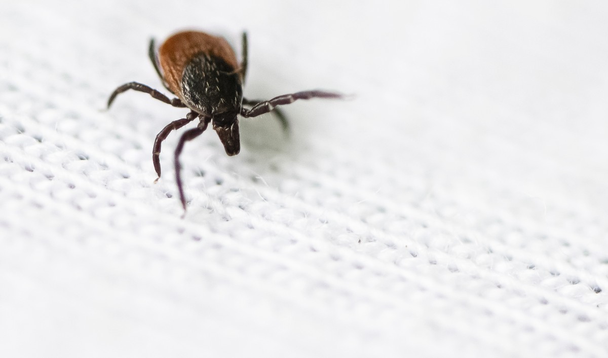 Eine Zecke auf einem weissen Tuch, gesammelt im Wald fuer die wissenschaftlichen Forschung, am Donnerstag, 11. Mai 2023 in Zuerich. (KEYSTONE/Michael Buholzer)