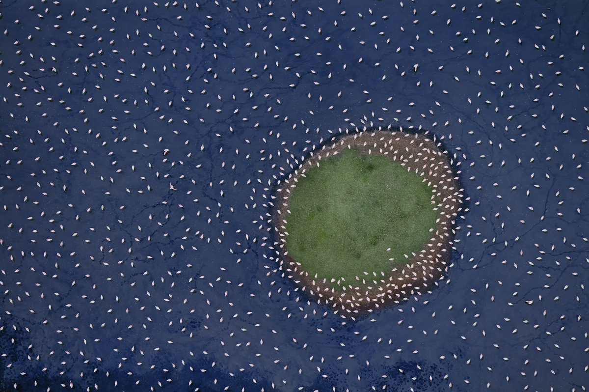 Dieses Bild zeigt Flamingos in Kenia, die unter dem tiefen Wasserbestand des Lake Solai leiden.