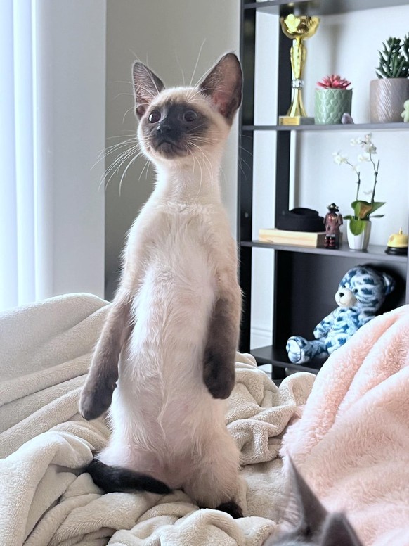 cute news tier katze


https://www.reddit.com/r/cats/comments/1bn2xrg/post_pictures_of_your_cat_doing_the_meerkat_pose/