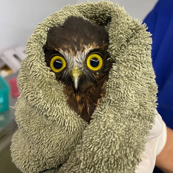 eulen in tücher
https://owlsintowels.org/gallery/