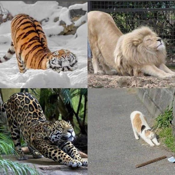 Einmal lustige Tierbilder ohne scharf\nBei diesem Bild hab ich sofort das Gefühl, mich strecken zu wollen.
