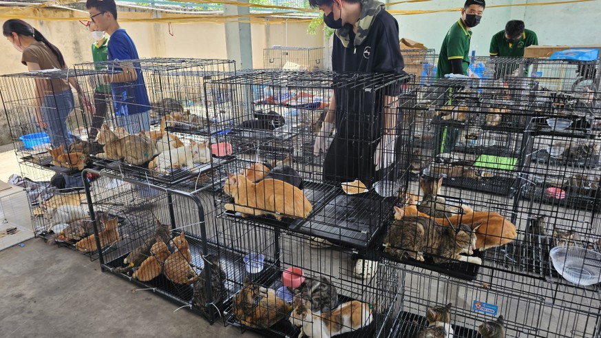 This photo released by Humane World for Animals Viet Nam shows cats in cages that were seized by the police in Ho Chi Minh City, Vietnam, on June 15, 2026. (Phuong Pham/Humane World for Animals Viet N ...