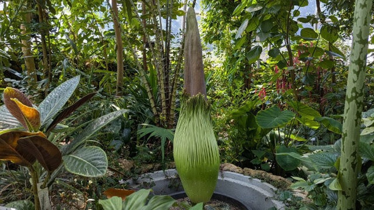 Bald-stinkt-es-Titanwurz-im-Botanischen-Garten-der-UZH-bl-ht-bald