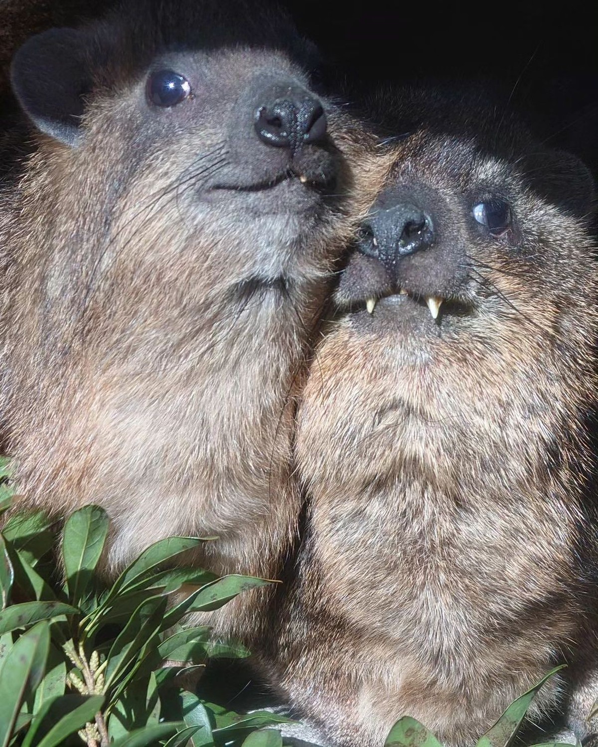 cute news tier schleifer hyrax

https://www.instagram.com/p/C5kvq22y_4i/
