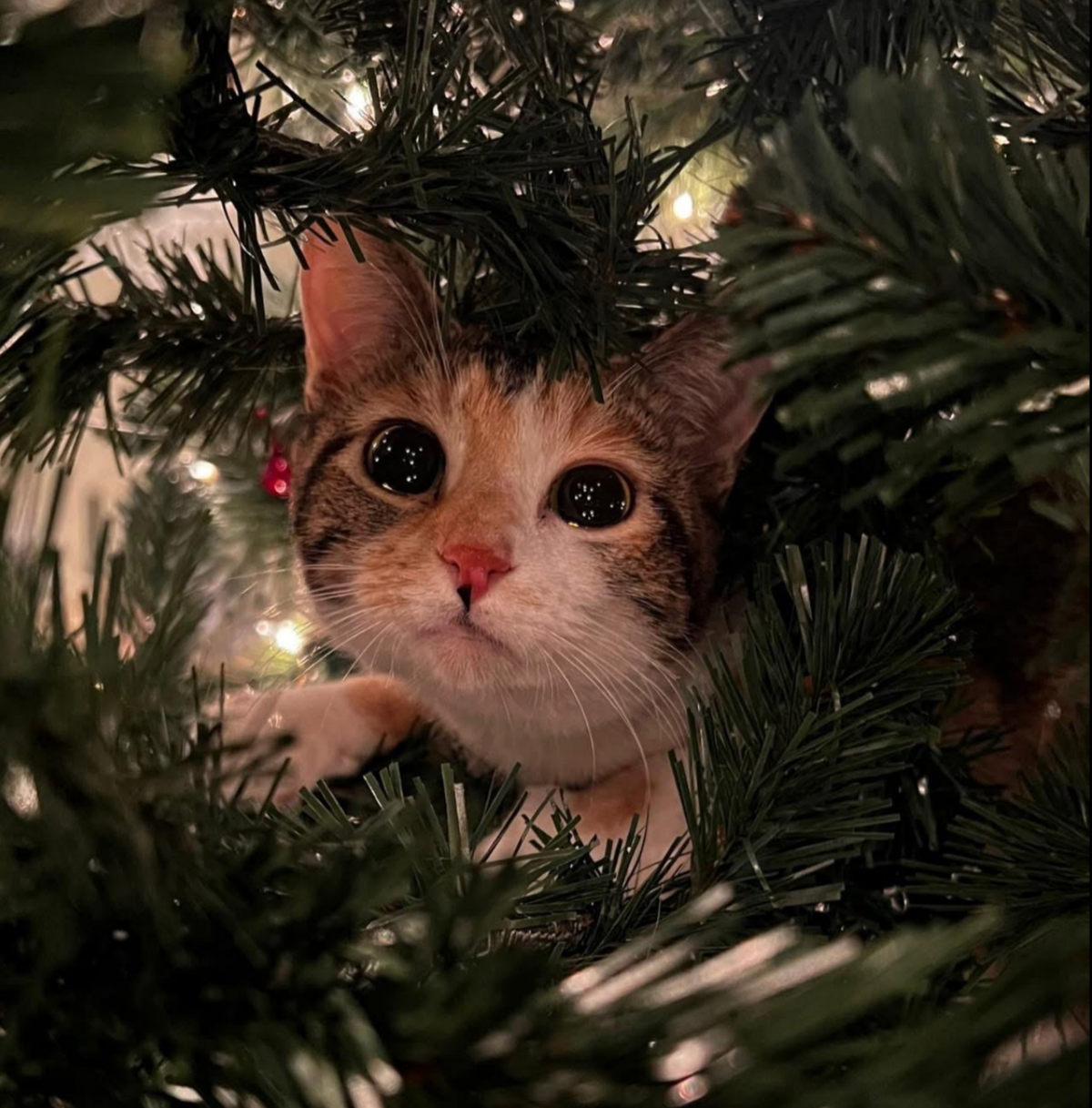 cute news tier katze

https://www.tiktok.com/@litterboxtrash/photo/7576047403065773342