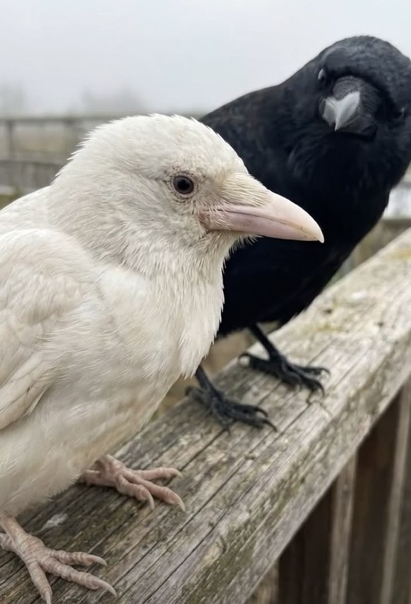 cute news tier crow

https://ch.pinterest.com/pin/1121888957218062596/