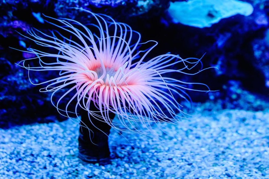 Seeanemonen (Actiniaria), auch Seerosen, Seenelken oder Aktinien genannt.