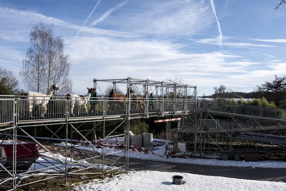 Lamas werden von Tierpflegern ueber eine Passerelle der Baustelle der Pantanal Voliere des Zoo Zuerich gefuehrt am Mittwoch, 14. Januar 2026 in Zuerich. Nach einem Steit des Zoo Zuerich und der Balten ...