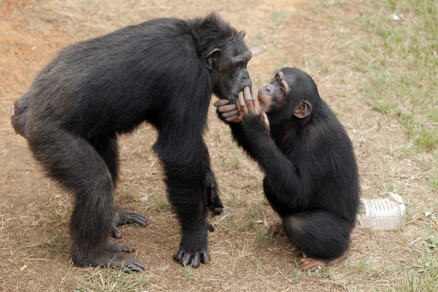 Diese beiden Schimpansen hören auf die Namen Muffy und Diane – sie sind Mutter und Tochter und leben in einem Schutzgebiet im US-Bundesstaat Louisana.