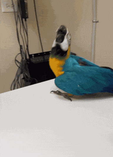 Animiertes GIF