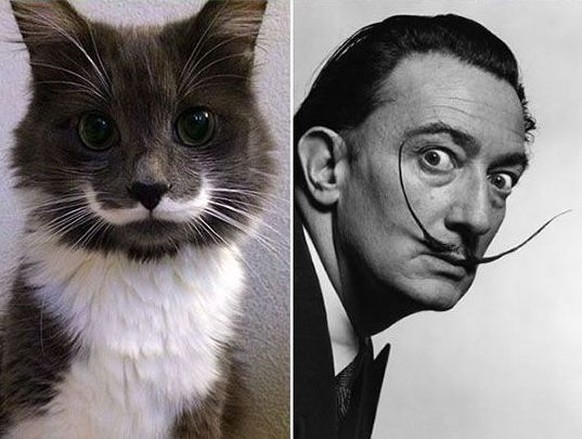 katze und Salvador Dali
https://imgur.com/gallery/Khpa93U